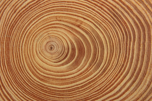 Tree rings