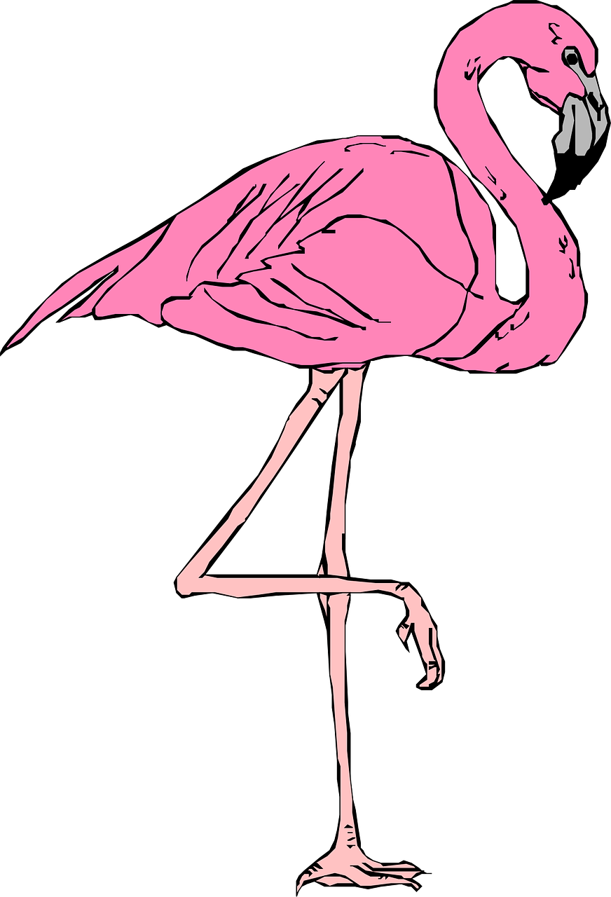This is a flamingo picture