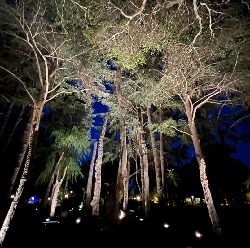 central area of the Papua New Guinea Sculpture Garden: a sea of twisted trees and tall wooden sculptures intermingling, bright against the night sky
