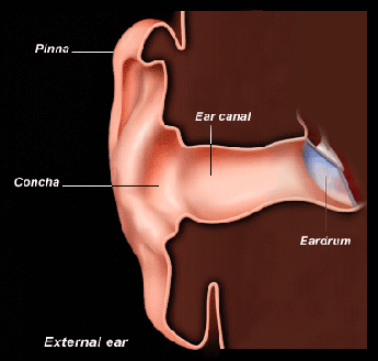 \resizebox{3in}{!}{\includegraphics{\figdir /outer_ear.eps}}