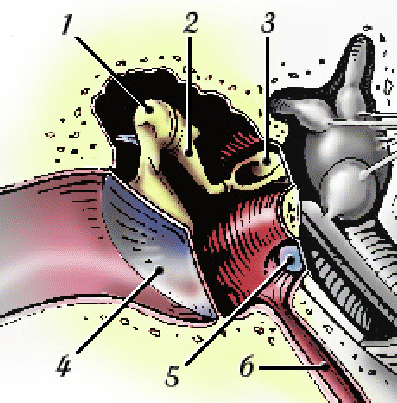 \includegraphics{figures/middle_ear.eps}