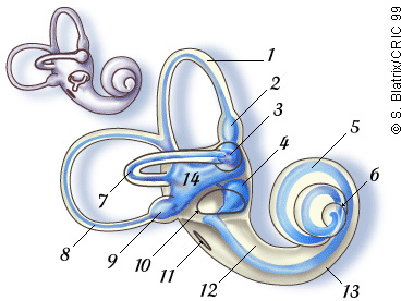 The Cochlea blank diagrams of inner ear 